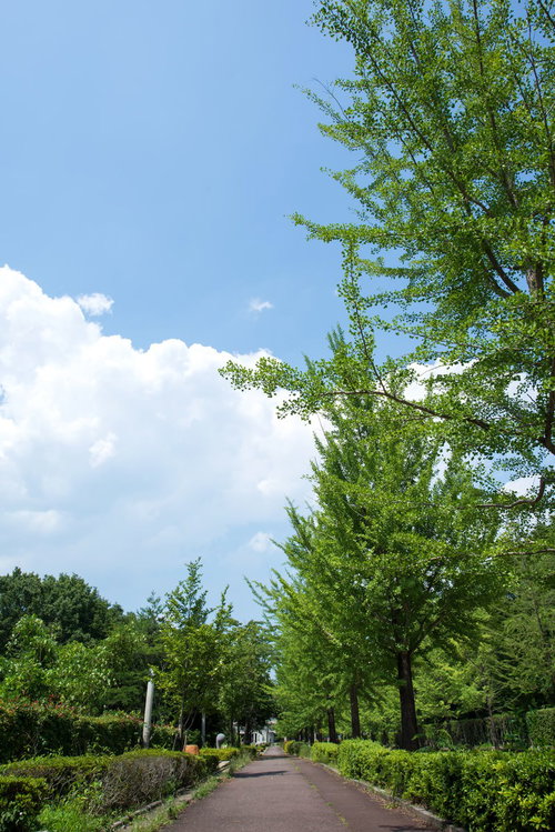 緑の並木が続く真っ直ぐな遊歩道