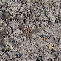 乾いてひび割れたばかりの土の写真