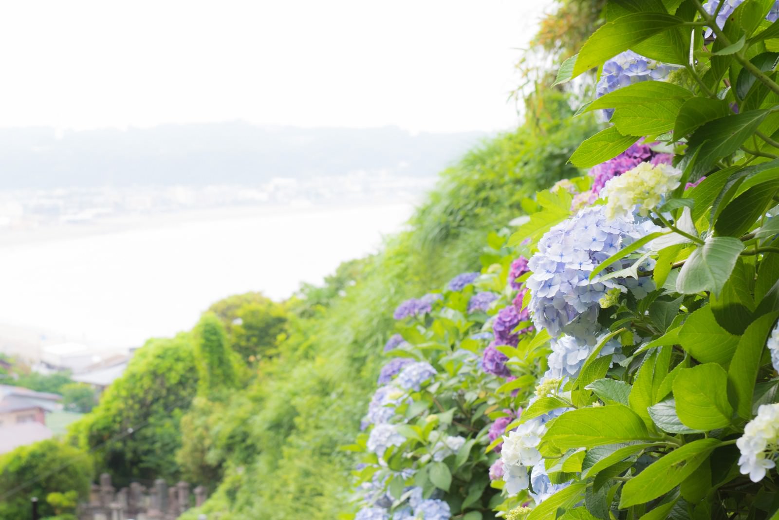山の上に咲く紫陽花と海の遠景