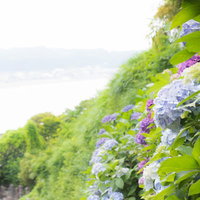 山の上に咲く紫陽花の花々、青紫と白の花房が梅雨を彩るの写真