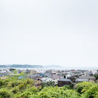 梅雨の季節に咲くガクアジサイの写真