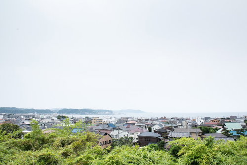 梅雨の季節に咲くガクアジサイ