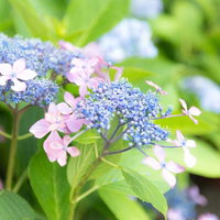 ガクアジサイの淡いピンクと青紫の花が咲く梅雨の季節の風景の写真