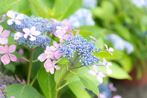 ガクアジサイの淡いピンクと青紫の花が咲く梅雨の季節の風景