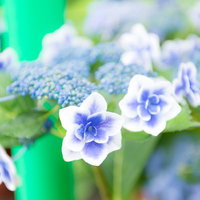紫陽花が咲く梅雨の季節、青紫と白の花が咲く初夏のガーデニングの写真