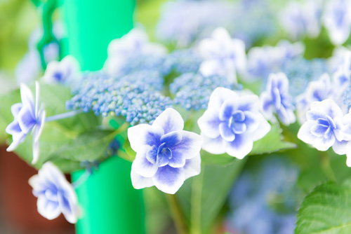 紫陽花が咲く梅雨の季節、青紫と白の花が咲く初夏のガーデニング