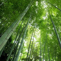 下から見上げた竹の幹が垂直に立ち並び上に葉が茂る竹林の写真