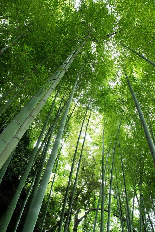 下から見上げた竹の幹が垂直に立ち並び上に葉が茂る竹林