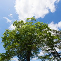 白い雲と青い空の下に緑の木が立つ陽気な公園の写真