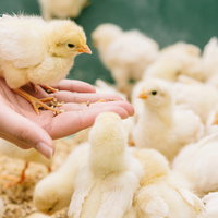 手乗りひよこと群がるひなたちピヨピヨ、農場の可愛い雛鶏たちの写真