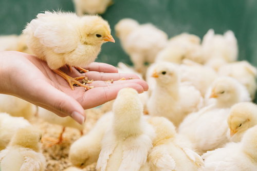 手乗りひよこと群がるひなたちピヨピヨ、農場の可愛い雛鶏たち