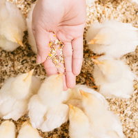 子どもの手の上で餌に群がるひよこ達と農場でのふれあいの写真