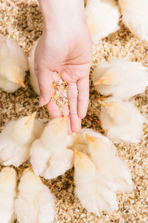 子どもの手の上で餌に群がるひよこ達と農場でのふれあい