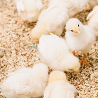 ひよこぴよぴよ、白いひよこたちが床材の上で集まるの写真