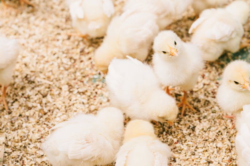 ひよこぴよぴよ、白いひよこたちが床材の上で集まる