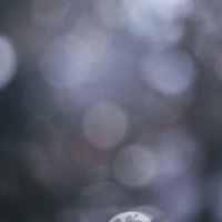 丸ボケと梅の枝のある冬景色の写真