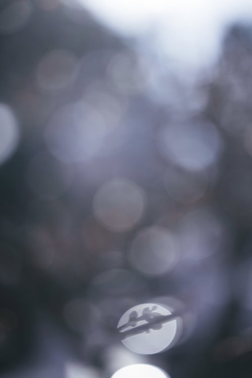 丸ボケと梅の枝のある冬景色