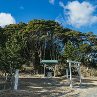 姥嶽蛇王神社前の白い鳥居と松林に囲まれた参道の写真
