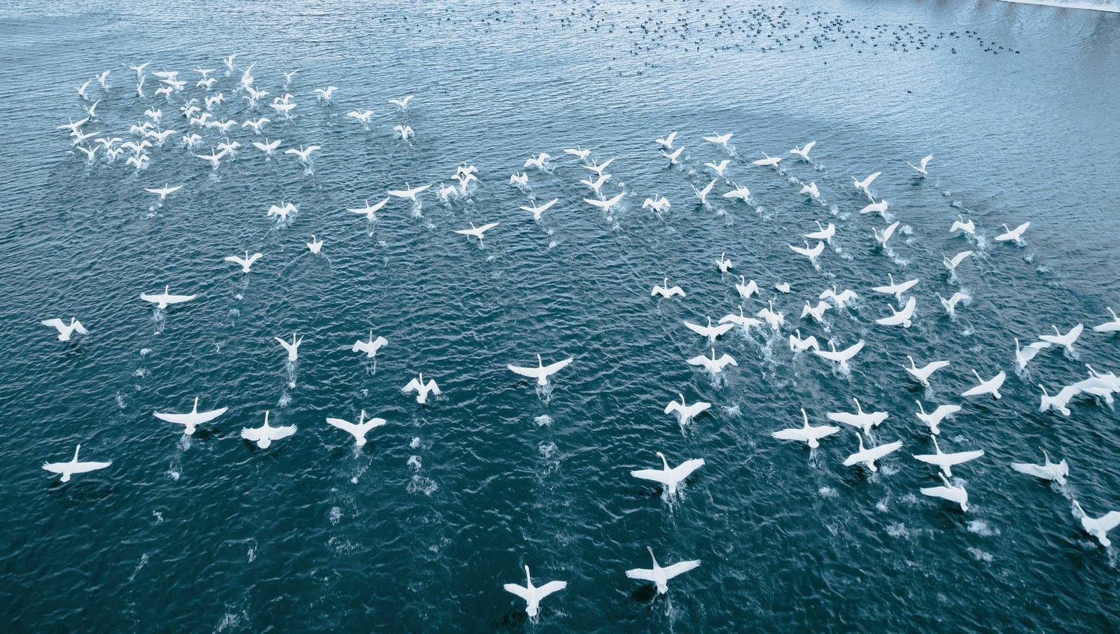 猪苗代湖の湖畔を飛び立つ白鳥の群れ（空撮）の写真素材 - フリー素材