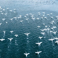 猪苗代湖の湖畔を飛び立つ白鳥の群れ（空撮）の写真