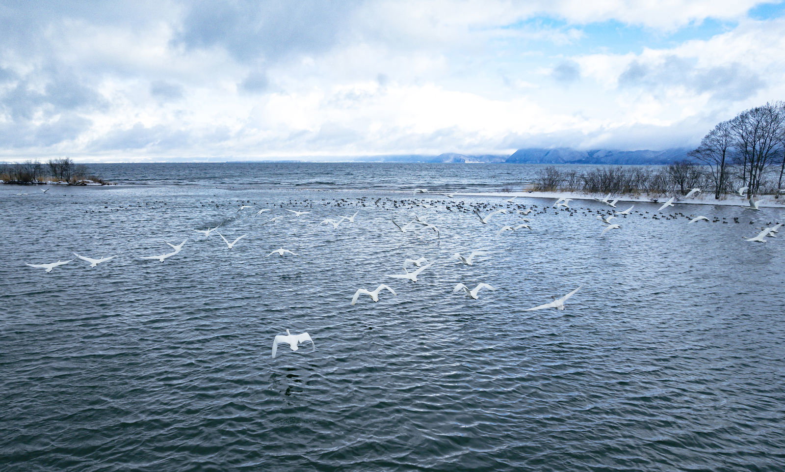 冬の湖面で白い白鳥の群れが羽を広げて飛び立つ様子