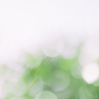 ぼやけた木漏れ日と新緑の写真
