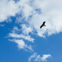 青空で羽ばたくトンビ、白い雲の中を飛ぶ野生の鳥の写真