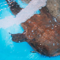 福島県小名浜港で水揚げされたアンコウが並ぶ魚市場の写真