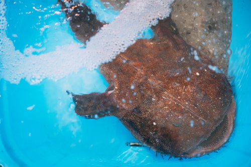 福島県小名浜港で水揚げされたアンコウが並ぶ魚市場