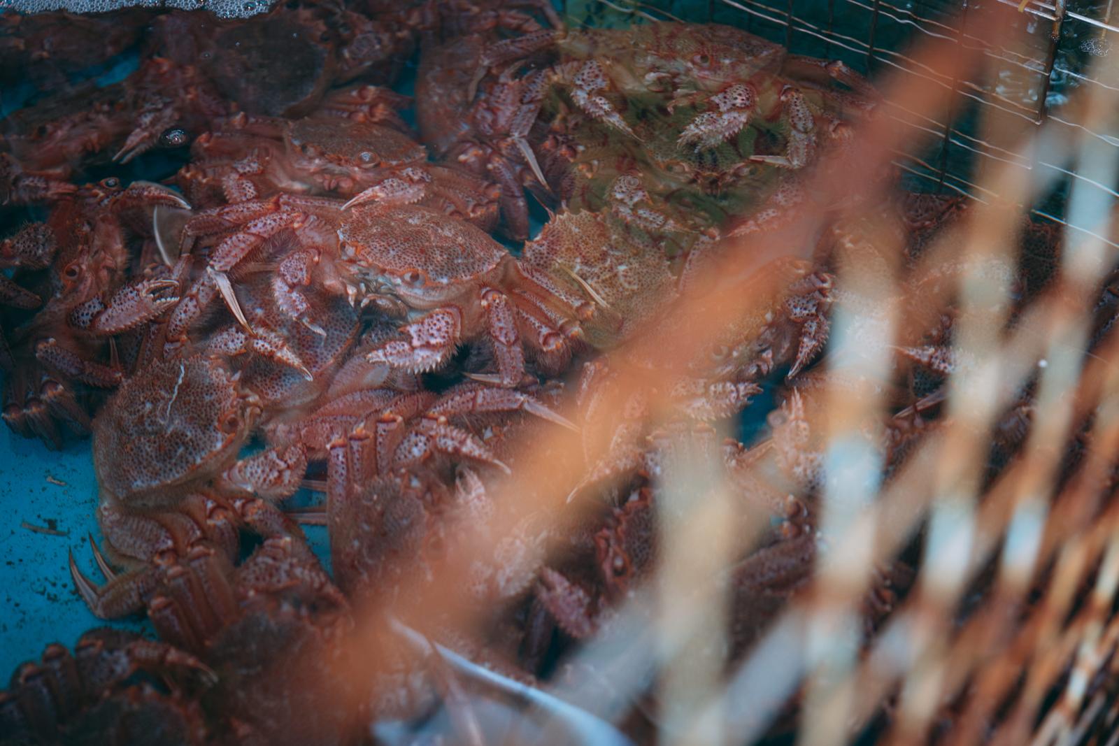 小名浜港で販売されている毛ガニ。青い水槽の中に赤茶色のケガニが複数匹活きたまま並んでいる