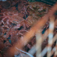 小名浜港の水槽で活きたまま売られていた毛ガニの写真