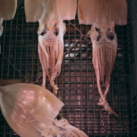 魚市場の網上で天日干しされるイカとゲソ、水産加工食材の写真