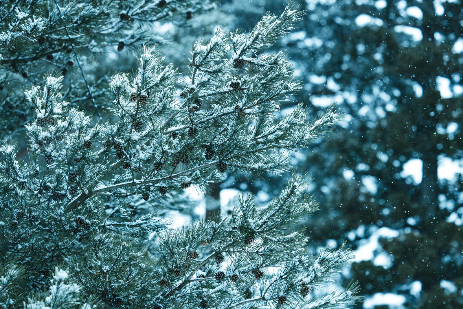雪が積もった松の枝と松ぼっくりのアップ写真