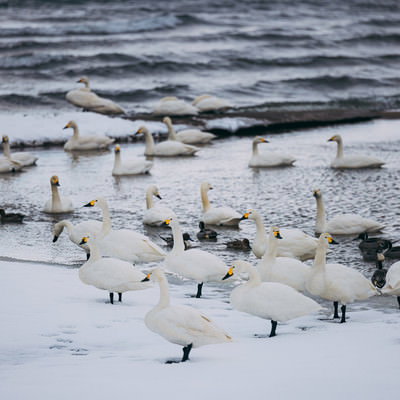 猪苗代湖の湖畔を飛び立つ白鳥の群れ（空撮）の写真素材 - フリー素材