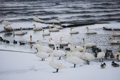冷たい猪苗代湖に集まった白鳥と鴨の群れ