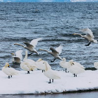 猪苗代湖への白鳥の飛来 冬の渡り鳥の群れの写真