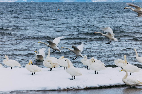 猪苗代湖への白鳥の飛来 冬の渡り鳥の群れ