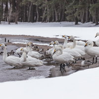 猪苗代湖の波打ち際に集まる白鳥と鴨の冬景色の写真