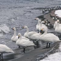 雪が積もる猪苗代湖の波打ち際に集まった白鳥と鴨の写真