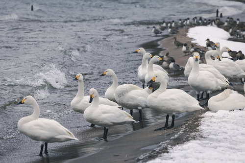 雪が積もる猪苗代湖の波打ち際に集まった白鳥と鴨