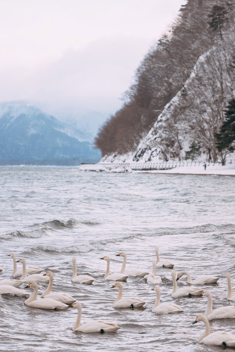 真冬の猪苗代湖に浮かぶ白鳥の群れ。背景に雪化粧した崖と松林
