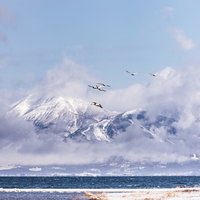 雲で隠れる磐梯山と猪苗代湖で飛び立つ白鳥の群れの写真