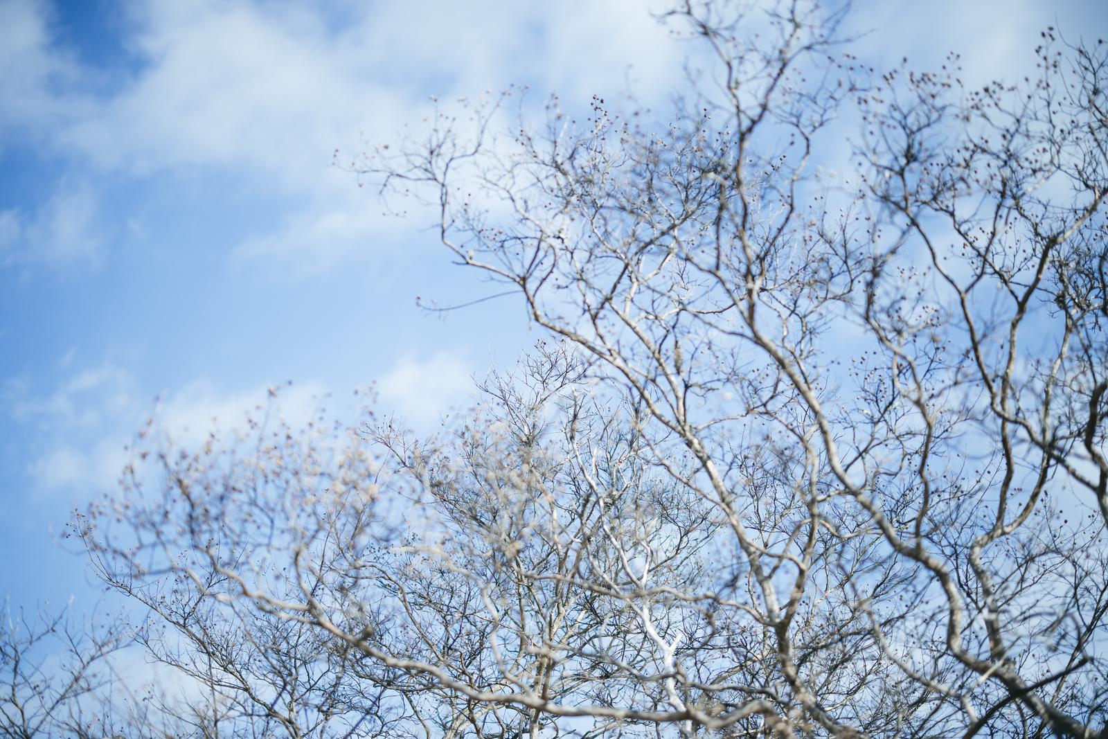 青空を背景に、開花前の茶色いつぼみがついた桜の枝