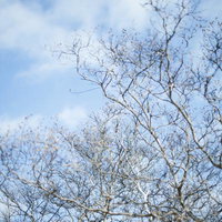 青空に映える桜の開花前のつぼみの木の写真