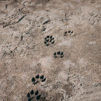みちのく鹿島球場のグランドに残る狸の足跡の写真