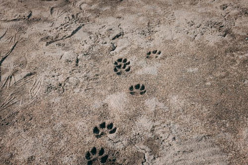 みちのく鹿島球場のグランドに残る狸の足跡