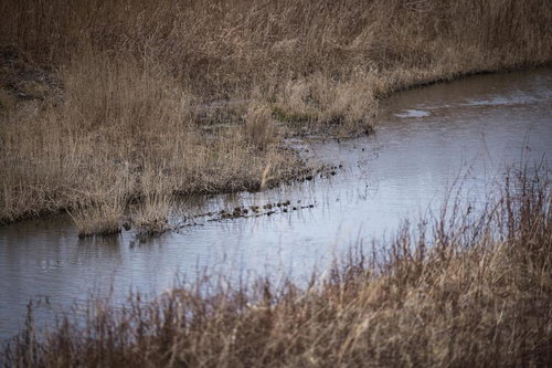 冬の熊川、枯れ葦に囲まれた静かな河川風景