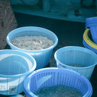 請戸漁港で水揚げされたしらうおの鮮魚の写真