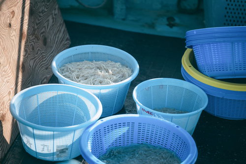 請戸漁港で水揚げされたしらうおの鮮魚