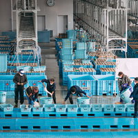 福島県浪江町の請戸漁港における朝の競りがはじまる風景の写真